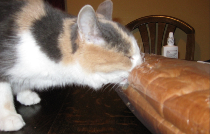 Bread-eating cats: the mystery of the unnatural predilection of pets has been revealed!