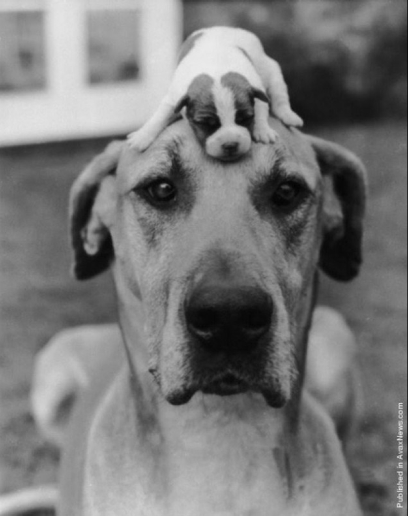 Brilliant photography by photojournalism pioneer Kurt Hutton