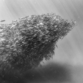 Buceo con tiburones y otras maravillas de la "Reino Submarino"