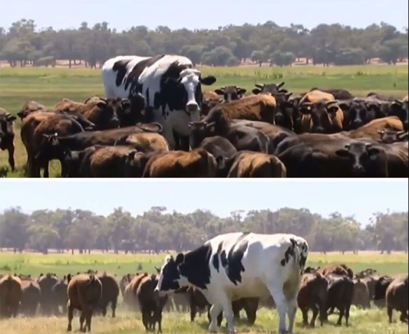 Bueno, ¡qué increíble! 35 gigantes de nuestro mundo