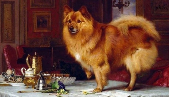 Bug Polkan and Fido: how did the most popular Russian dog names