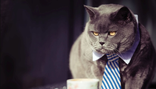 Businessmen, beware! Scientists have found a link between entrepreneurial abilities and toxoplasmosis
