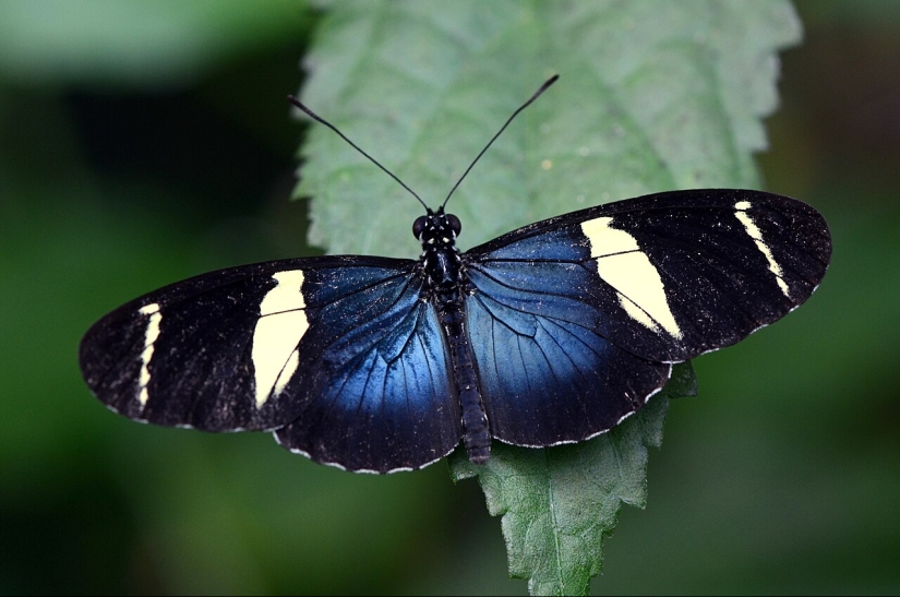 Butterflies’ Scale Nano-Structures Are So Powerful That They Don’t Fade From Ultraviolet Sun Rays