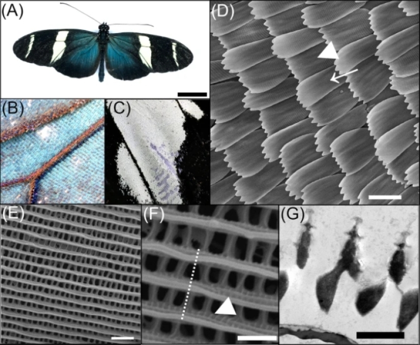 Butterflies’ Scale Nano-Structures Are So Powerful That They Don’t Fade From Ultraviolet Sun Rays