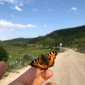 Butterflies’ Scale Nano-Structures Are So Powerful That They Don’t Fade From Ultraviolet Sun Rays