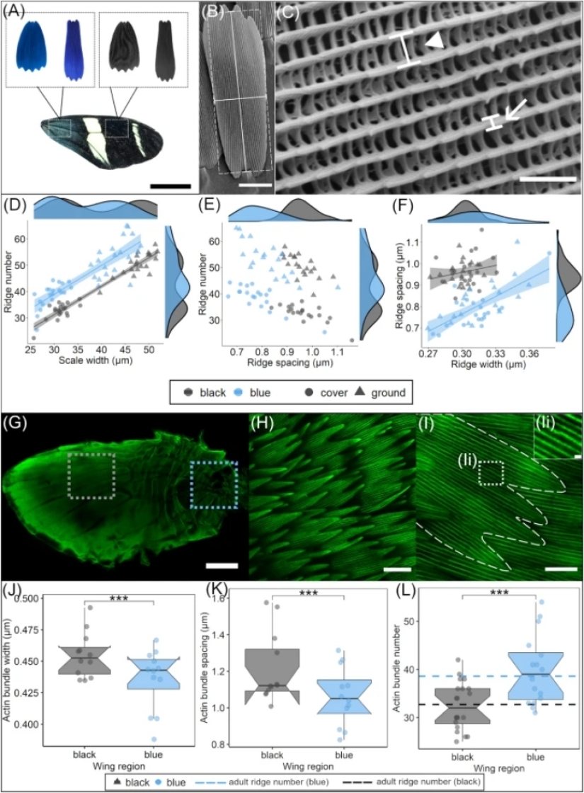 Butterflies’ Scale Nano-Structures Are So Powerful That They Don’t Fade From Ultraviolet Sun Rays