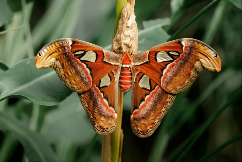 Butterflies’ Scale Nano-Structures Are So Powerful That They Don’t Fade From Ultraviolet Sun Rays