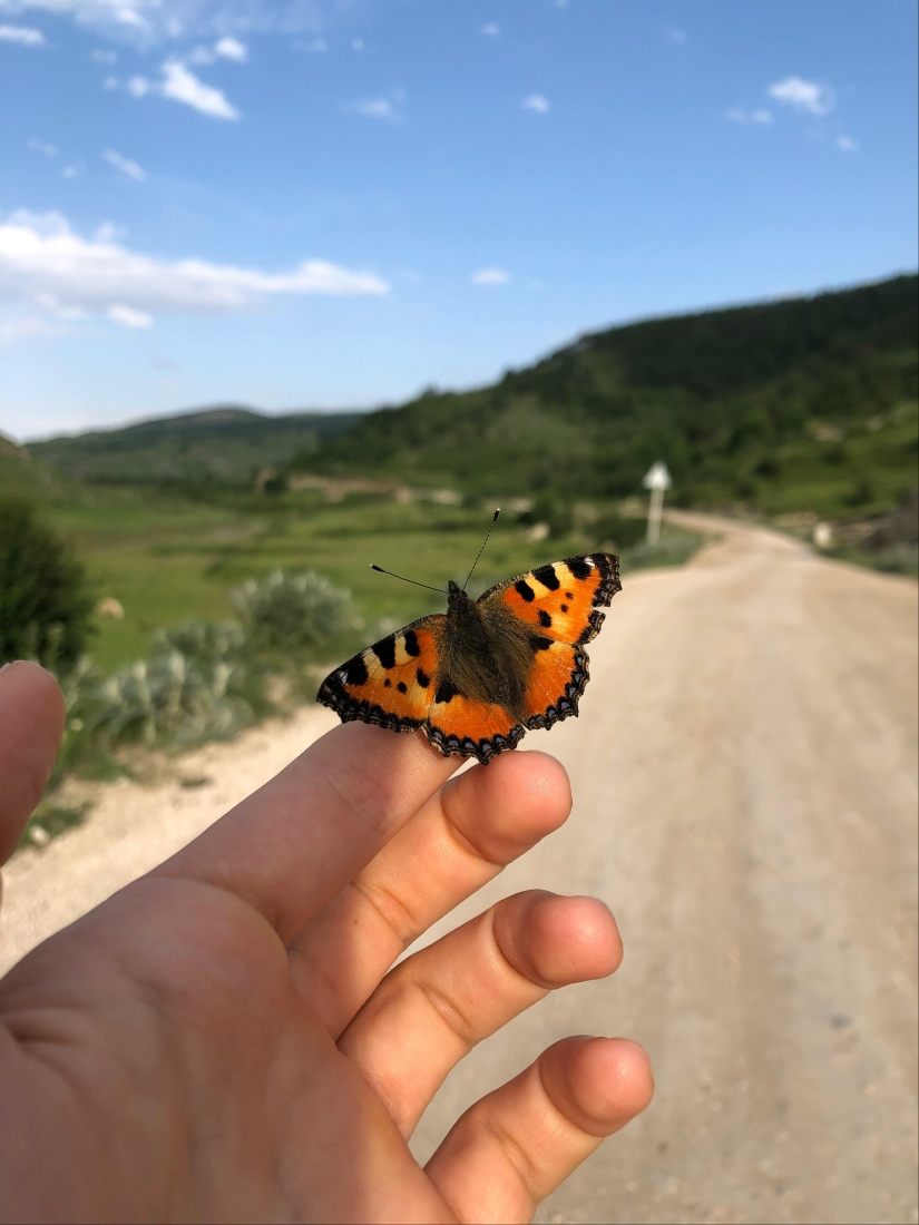 Butterflies’ Scale Nano-Structures Are So Powerful That They Don’t Fade From Ultraviolet Sun Rays