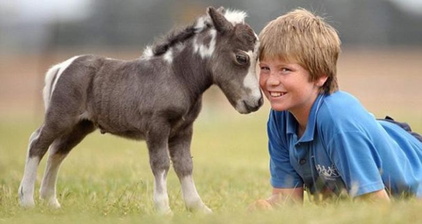 Caballos Falabella — la increíble historia de la raza más exótica del mundo