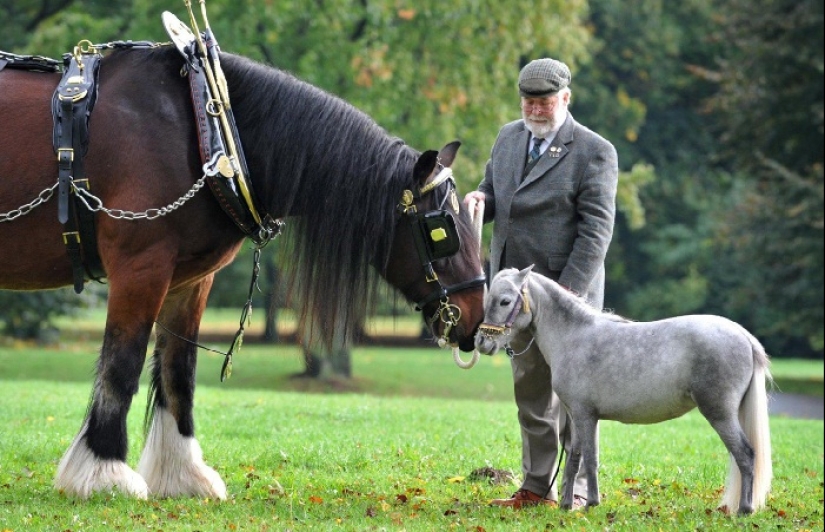 Caballos Falabella — la increíble historia de la raza más exótica del mundo