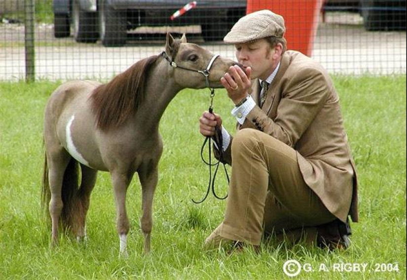 Caballos Falabella — la increíble historia de la raza más exótica del mundo