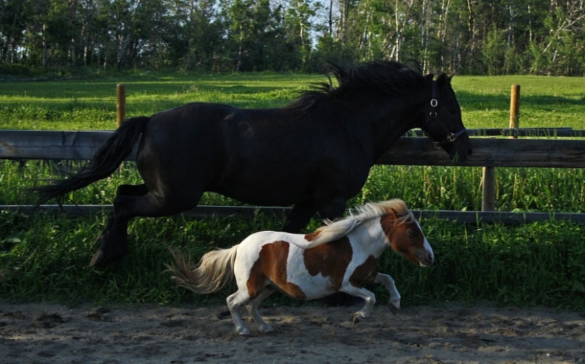 Caballos Falabella — la increíble historia de la raza más exótica del mundo