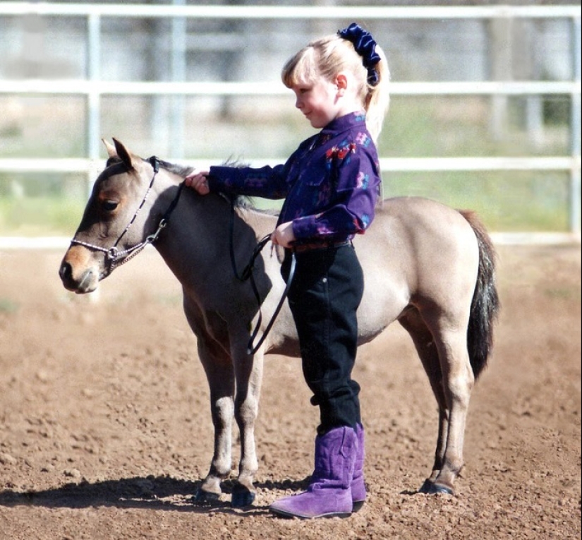 Caballos Falabella — la increíble historia de la raza más exótica del mundo