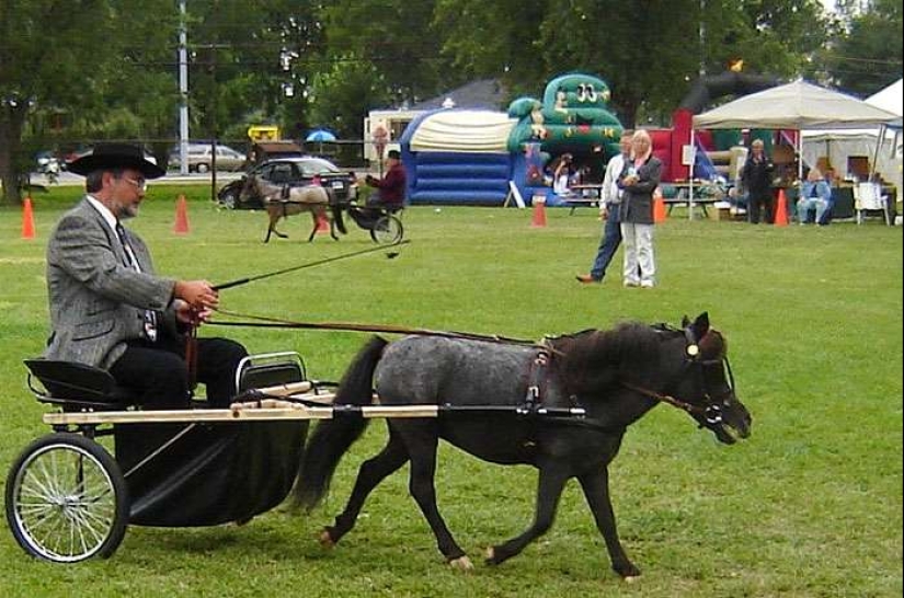 Caballos Falabella — la increíble historia de la raza más exótica del mundo