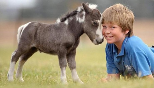 Caballos Falabella — la increíble historia de la raza más exótica del mundo