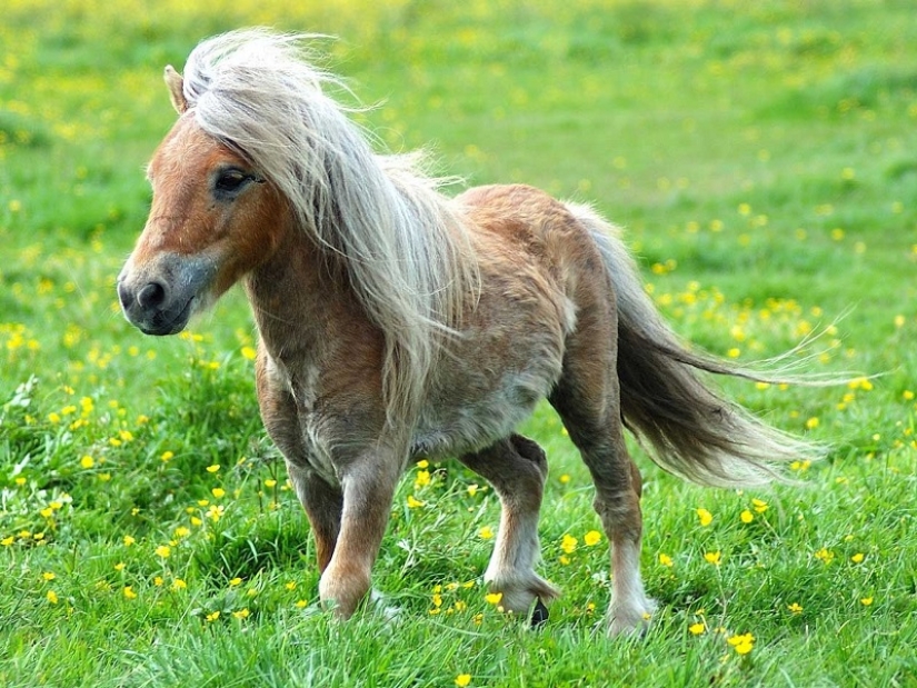 Caballos Falabella — la increíble historia de la raza más exótica del mundo