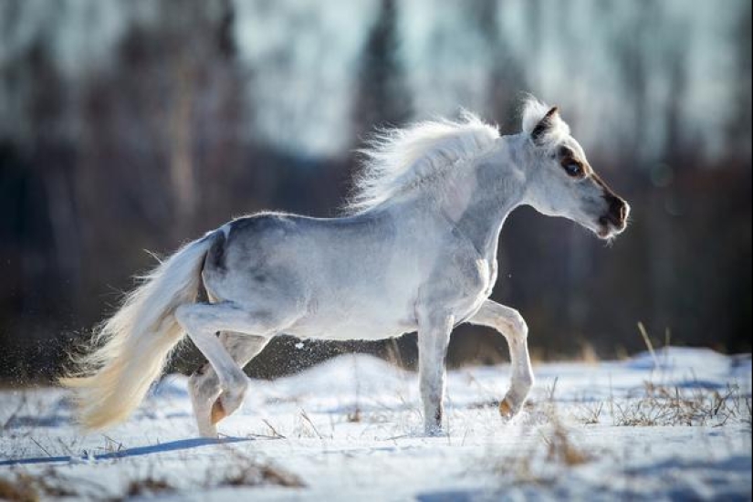 Caballos Falabella — la increíble historia de la raza más exótica del mundo