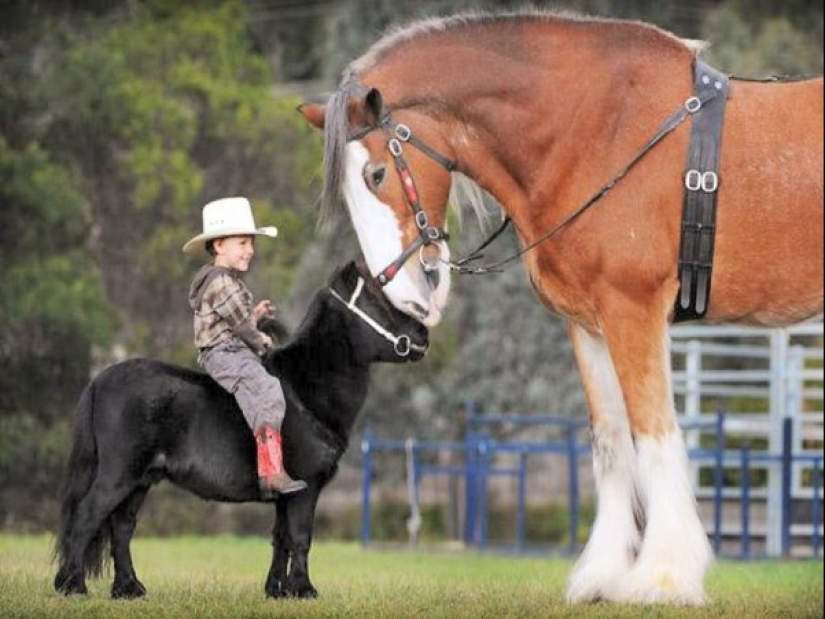 Caballos Falabella — la increíble historia de la raza más exótica del mundo