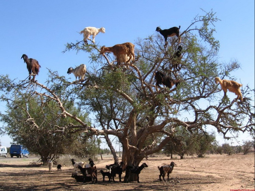 Cabras en árboles en Marruecos