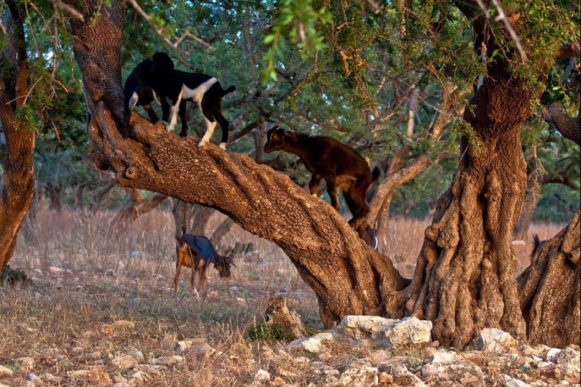 Cabras en árboles en Marruecos