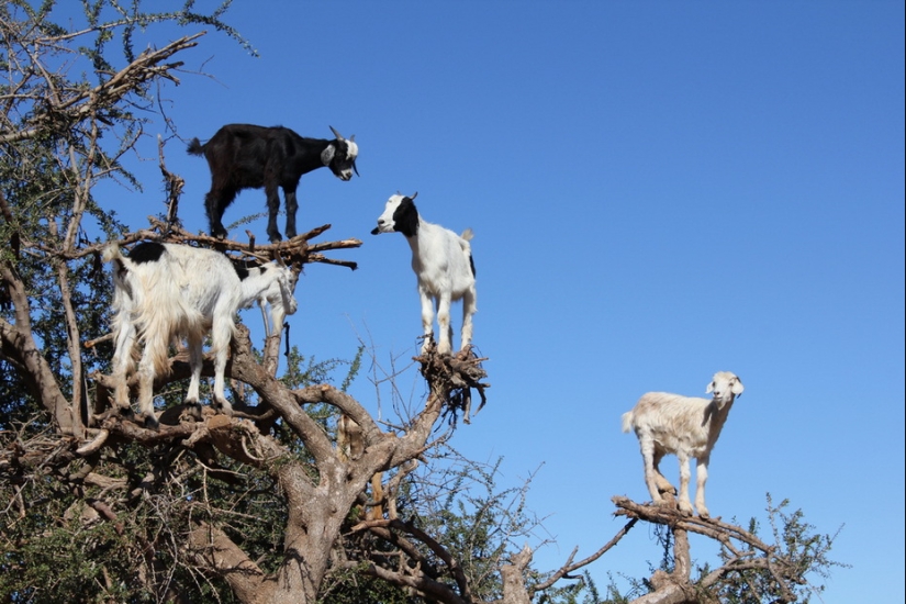 Cabras en árboles en Marruecos