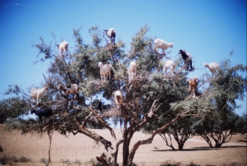 Cabras en árboles en Marruecos