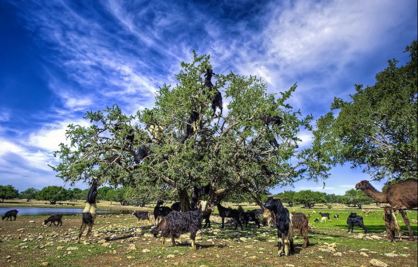 Cabras en árboles en Marruecos