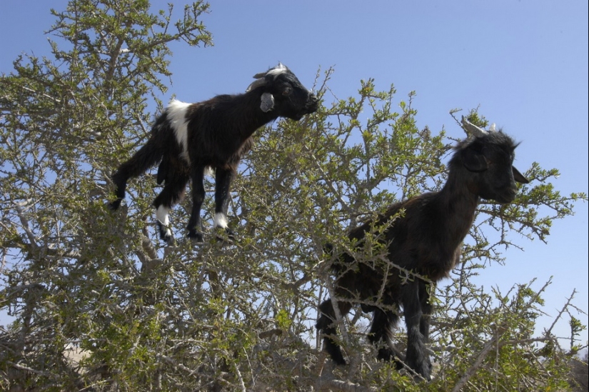 Cabras en árboles en Marruecos