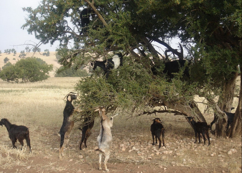 Cabras en árboles en Marruecos