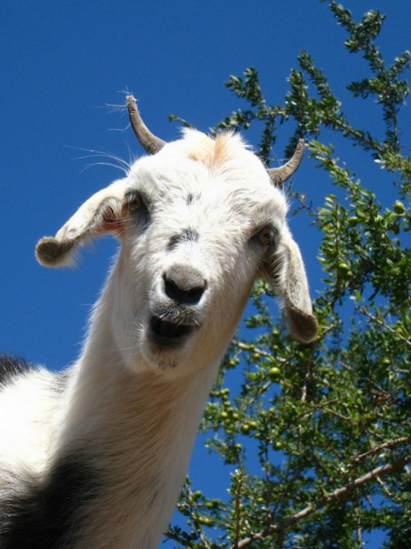 Cabras en árboles en Marruecos