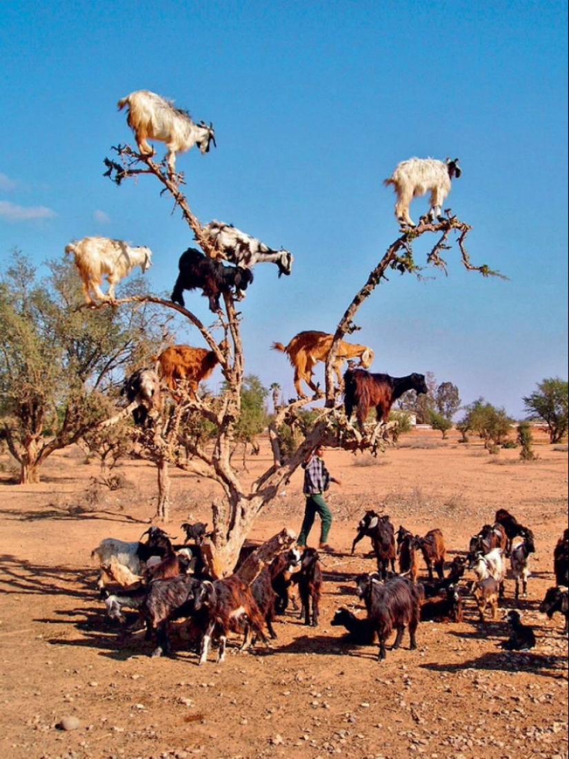 Cabras en árboles en Marruecos