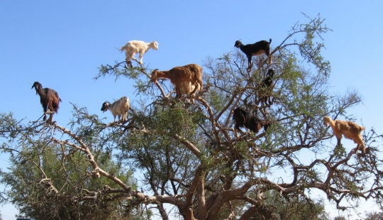 Cabras en árboles en Marruecos