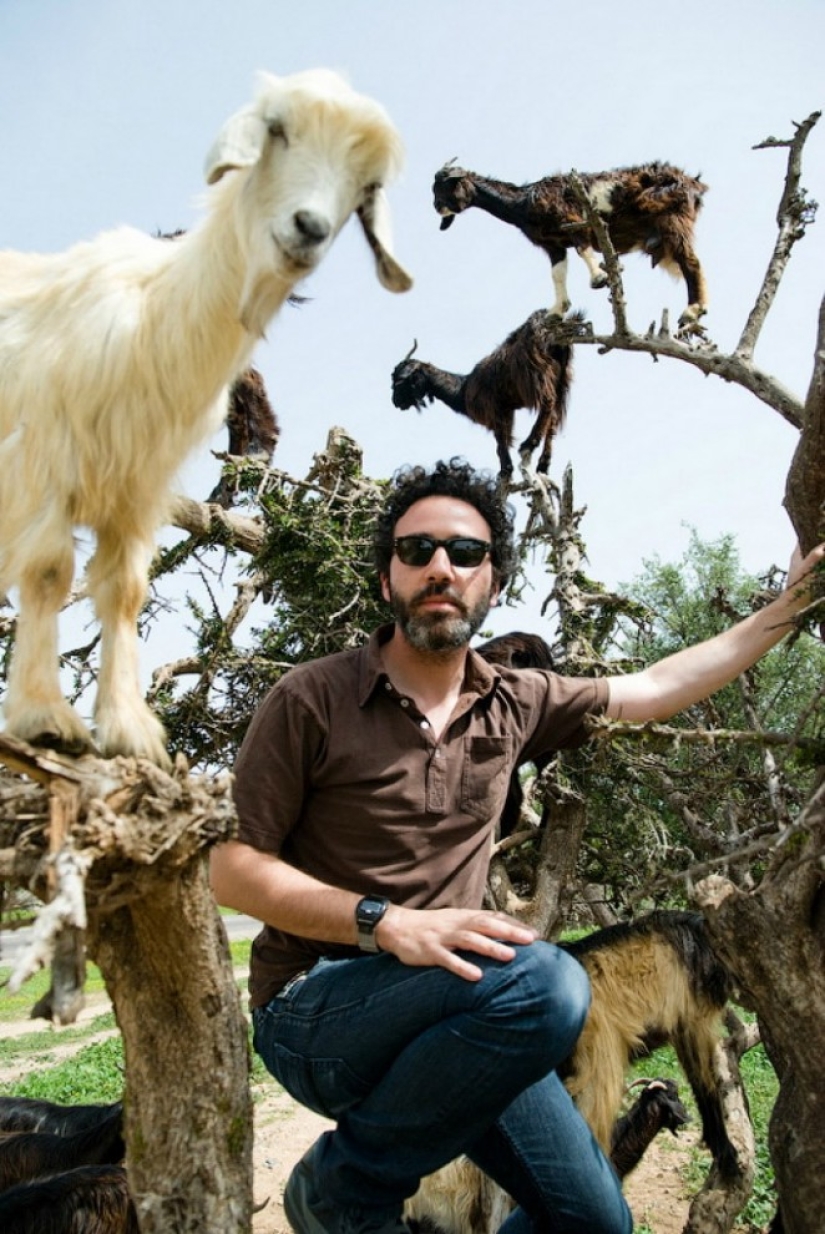 Cabras en árboles en Marruecos