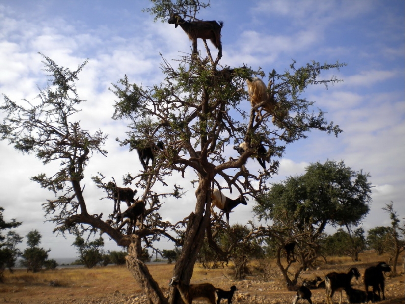 Cabras en árboles en Marruecos