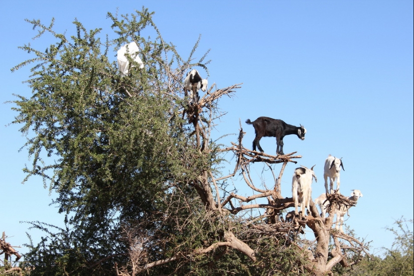 Cabras en árboles en Marruecos