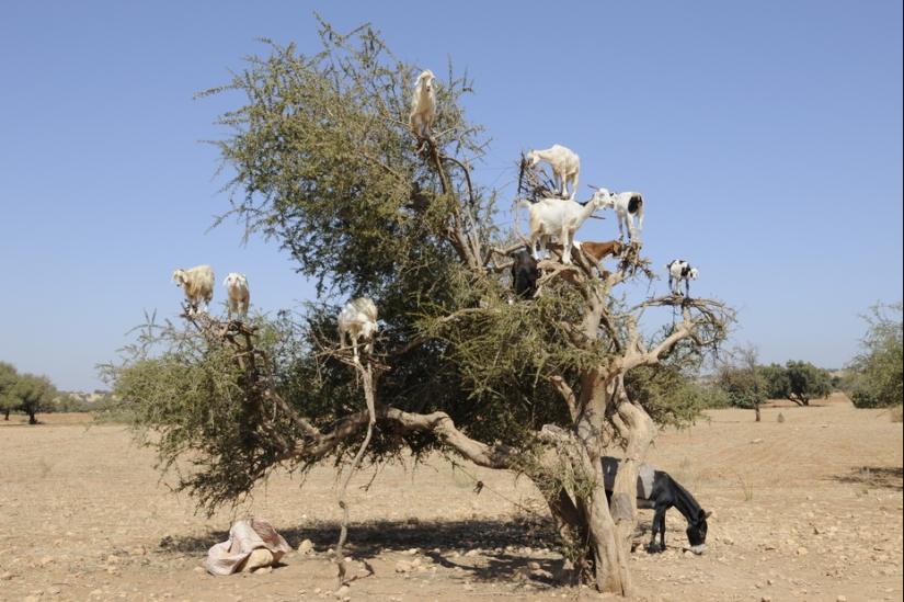 Cabras en árboles en Marruecos