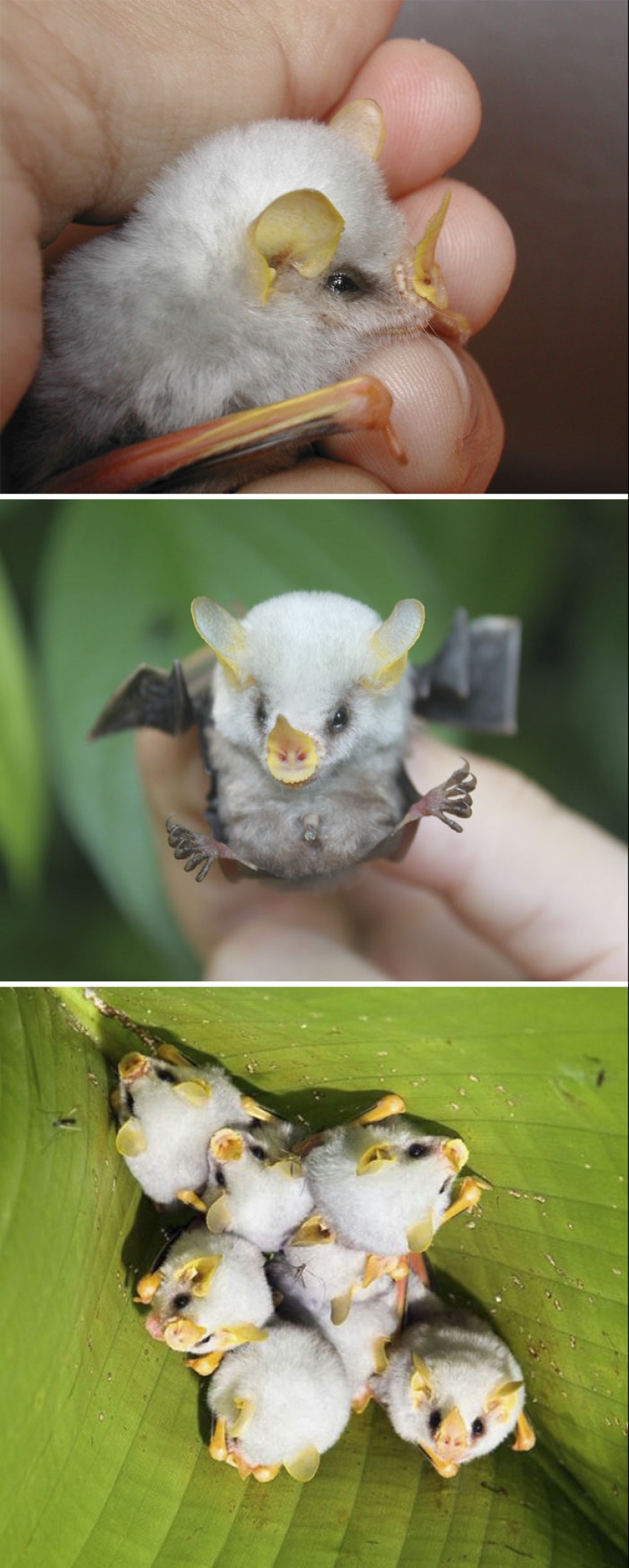 Cachorros de animales raros que apenas has visto