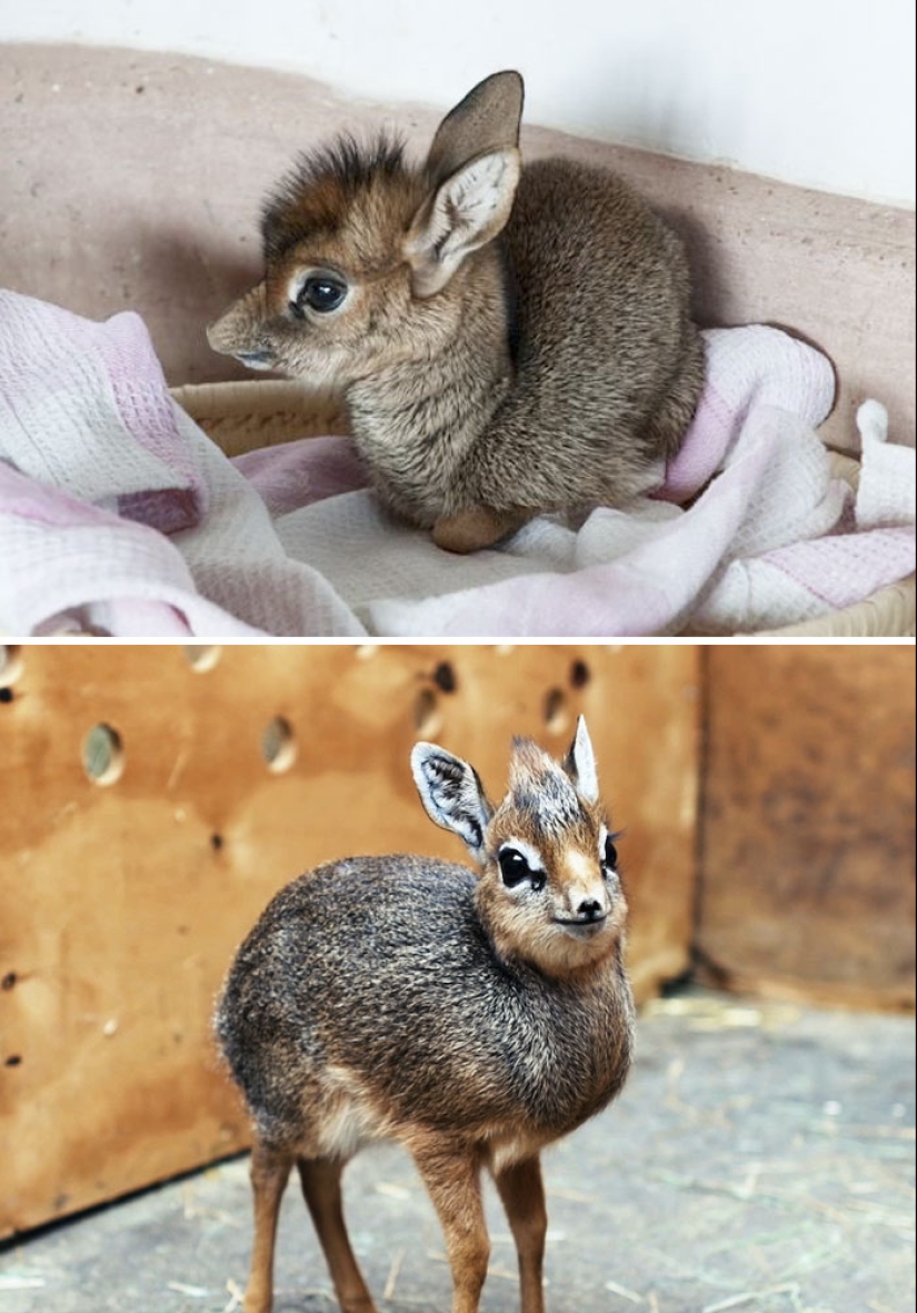 Cachorros de animales raros que apenas has visto