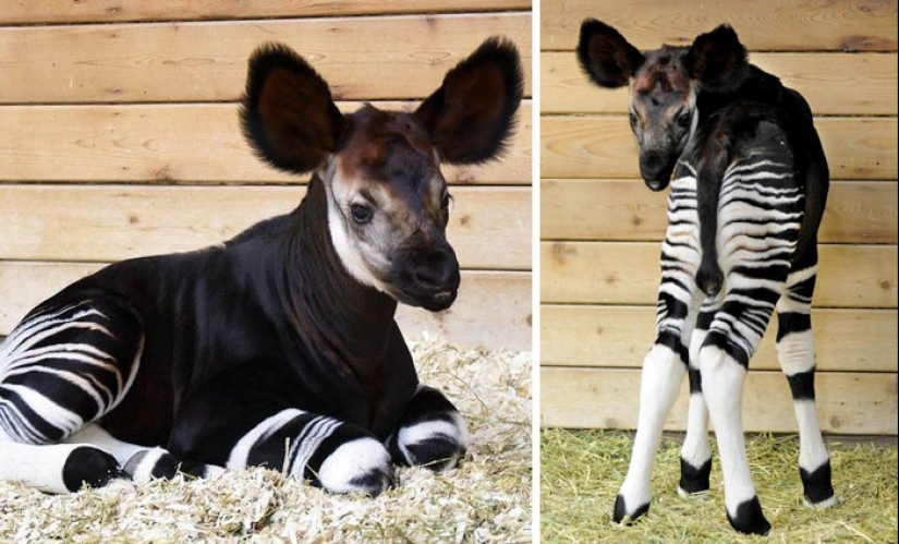 Cachorros de animales raros que apenas has visto