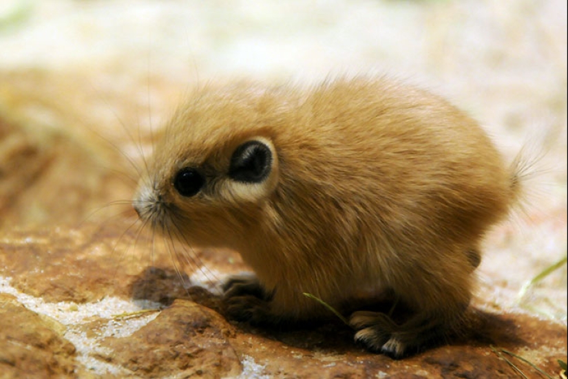 Cachorros de animales raros que apenas has visto