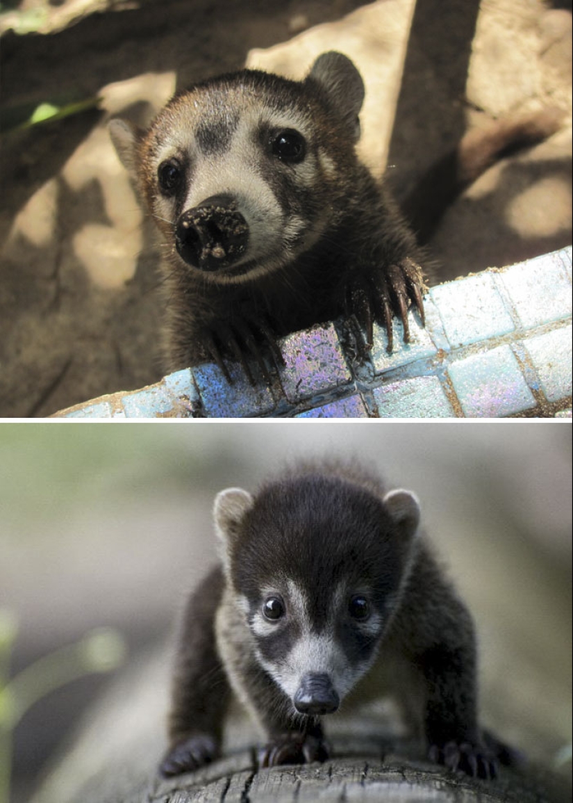 Cachorros de animales raros que apenas has visto