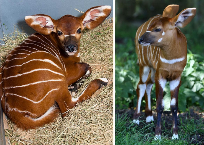 Cachorros de animales raros que apenas has visto