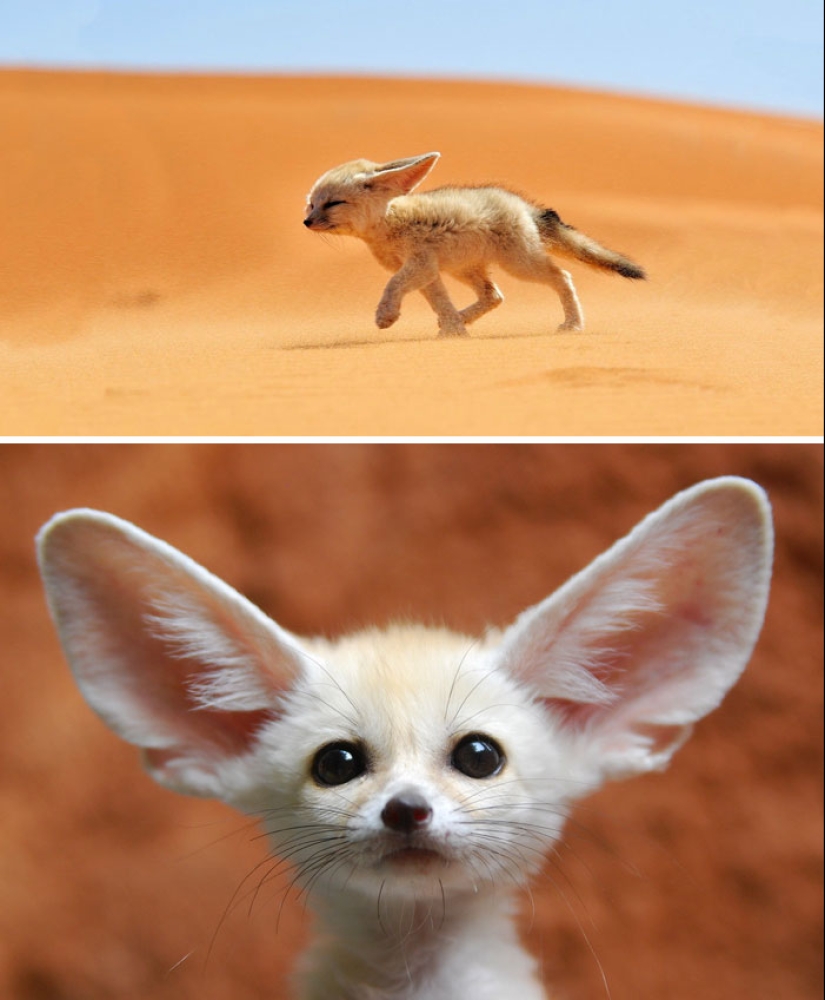 Cachorros de animales raros que apenas has visto