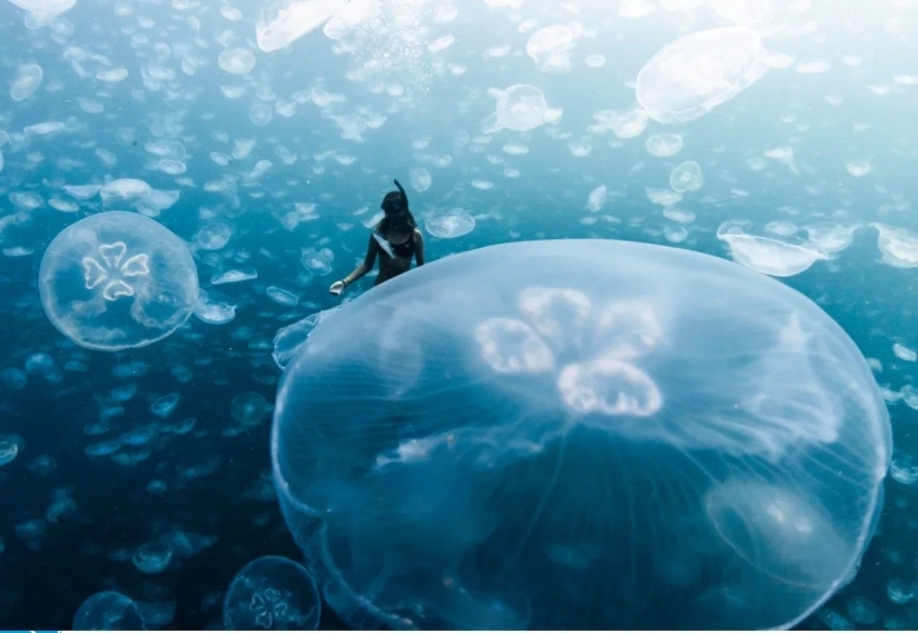 Caminar bajo el agua: los intrépidos buceadores están rodeados por miles de medusas