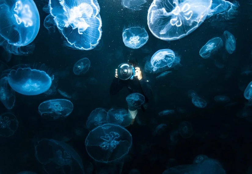 Caminar bajo el agua: los intrépidos buceadores están rodeados por miles de medusas