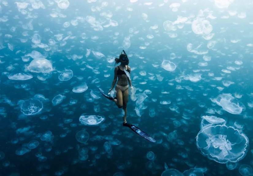 Caminar bajo el agua: los intrépidos buceadores están rodeados por miles de medusas