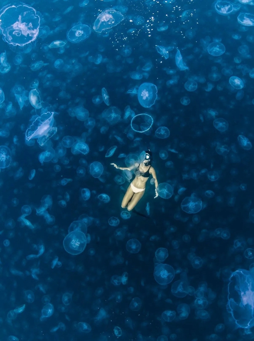 Caminar bajo el agua: los intrépidos buceadores están rodeados por miles de medusas