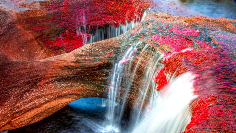 Canio Cristales-el río más hermoso de la Tierra