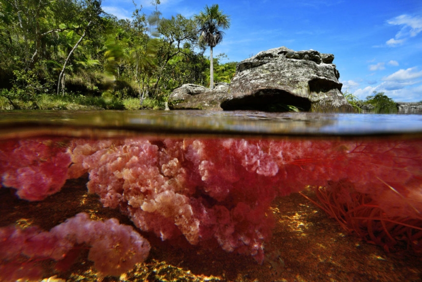 Canio Cristales-el río más hermoso de la Tierra