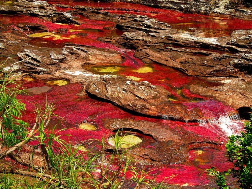 Canio Cristales-el río más hermoso de la Tierra